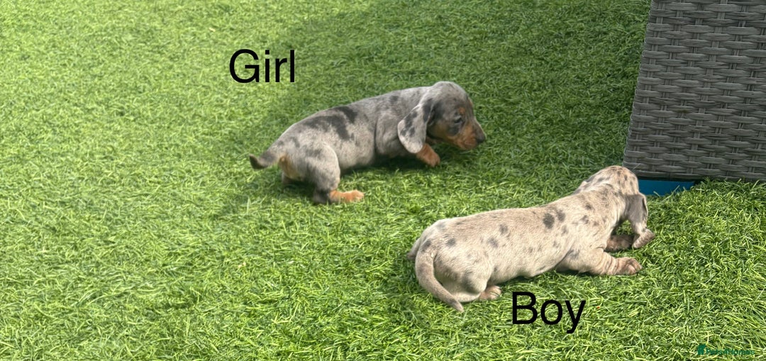 Miniature Dachshund dogs for sale: Beautiful babies - Image 4