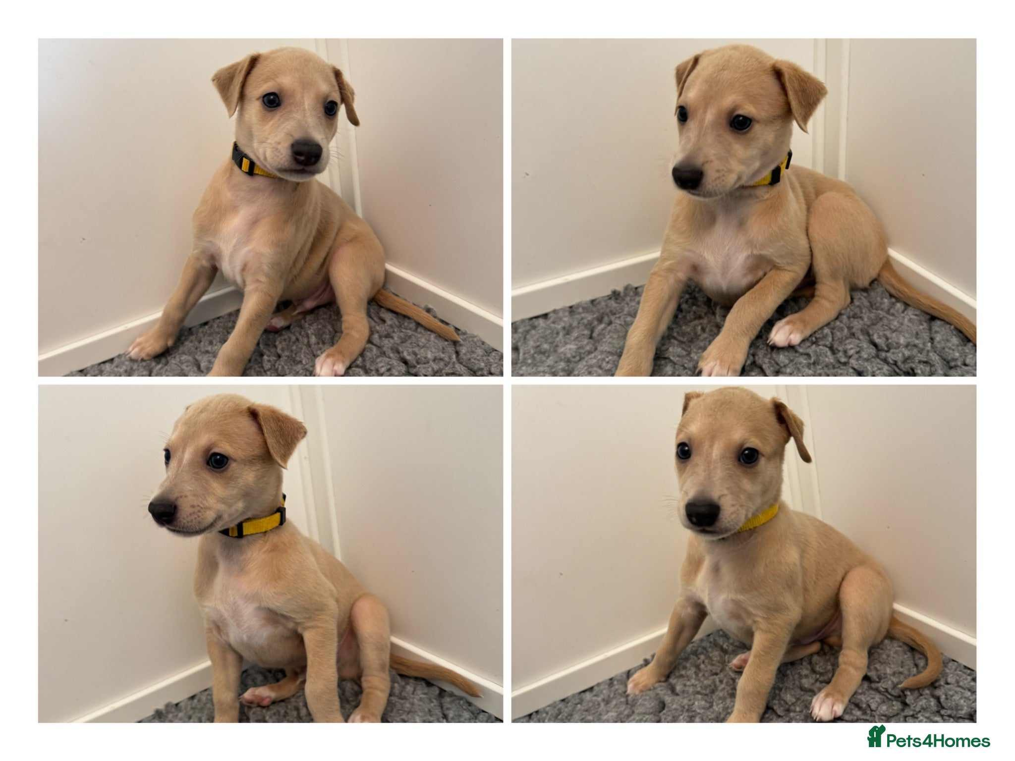Whippet dogs Stunning Purebred Whippet Puppies - Ready 27th May - Advert 16