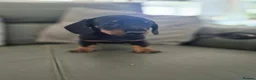 Miniature Dachshund dogs for sale: Dachshund pups - ready next week - Advert 10