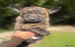 Belgian Shepherd Dog dogs for sale: Dutch herder puppies  - Image 3