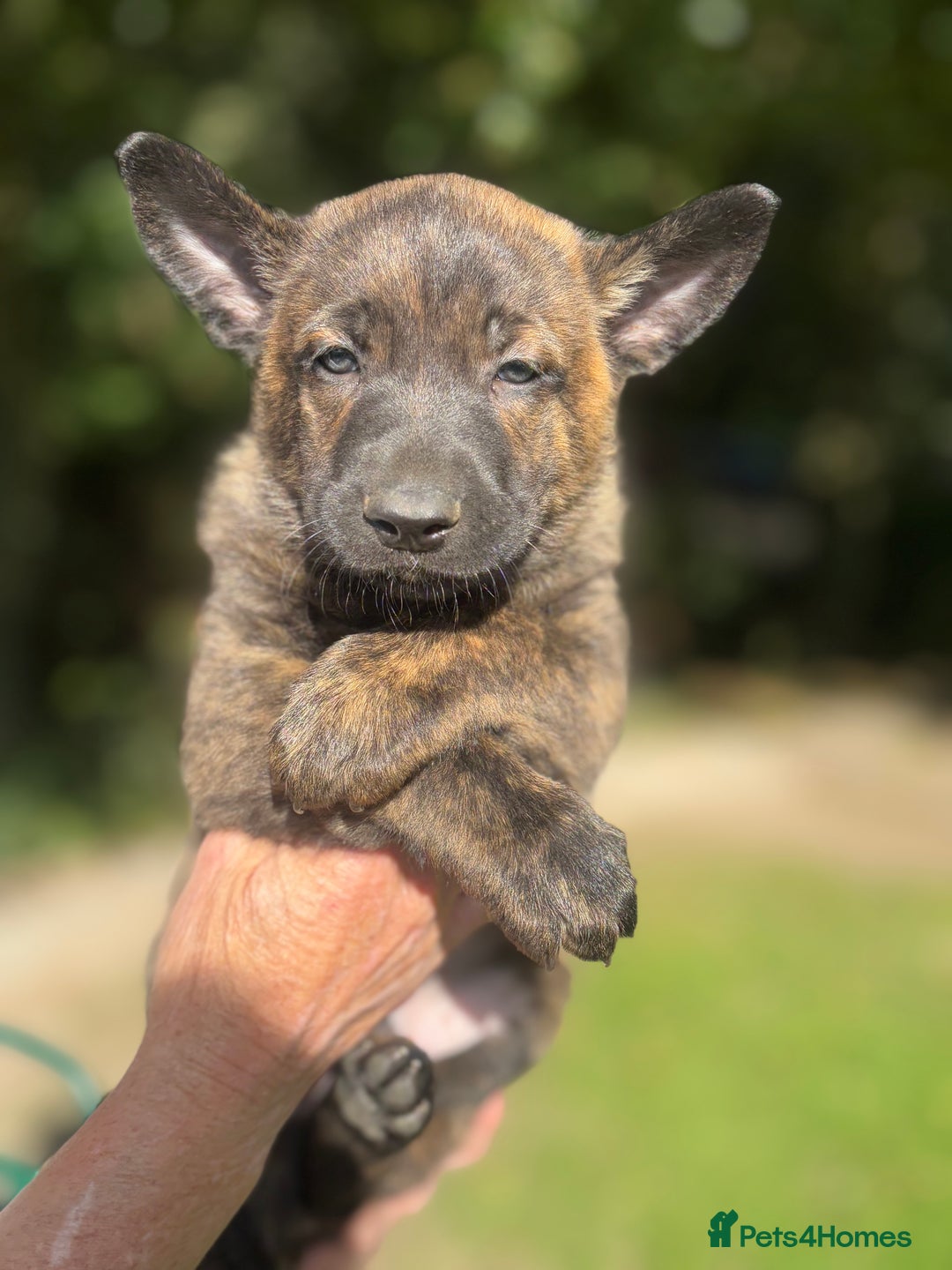 Belgian Shepherd Dog dogs for sale: Dutch herder puppies  - Image 3