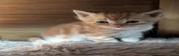 Mixed Breed cats for sale: 2 Bengal/Norwegian forest Kittens  - Advert 21