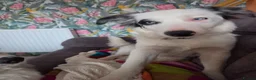 Border Collie dogs for sale: Border Collie- Blue Merle. - Advert 3