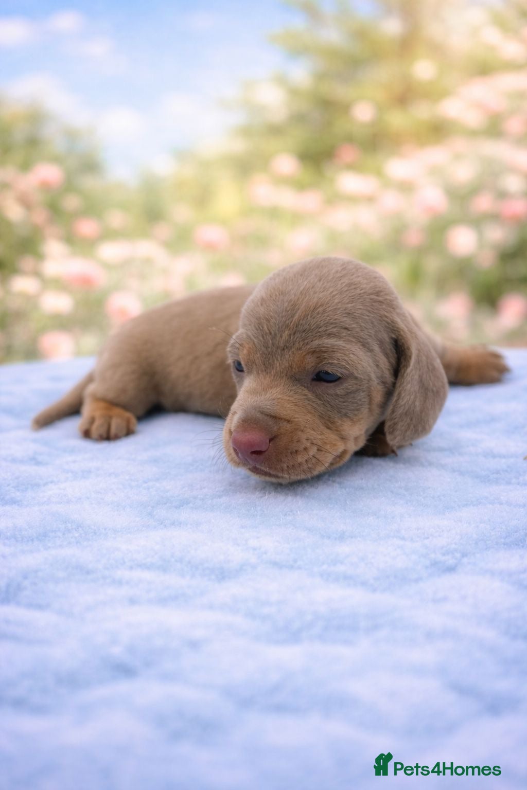 Miniature Dachshund dogs Beautiful KC Registered Minature Dachshunds  - Advert 4