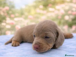 Miniature Dachshund dogs Beautiful KC Registered Minature Dachshunds - Advert 4