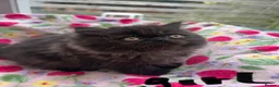 Persian cats for sale: Stunning Persian kitten for sale  in London - Advert 3