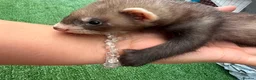 Ferret rodents for sale: 3 beautiful boys for sale  - Advert 7