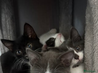 Domestic Shorthair cats - Advert 28