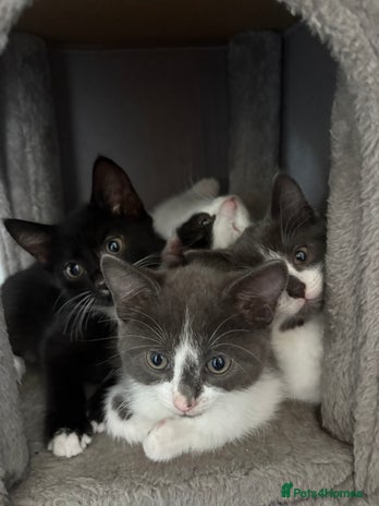 Domestic Shorthair cats - Advert 18