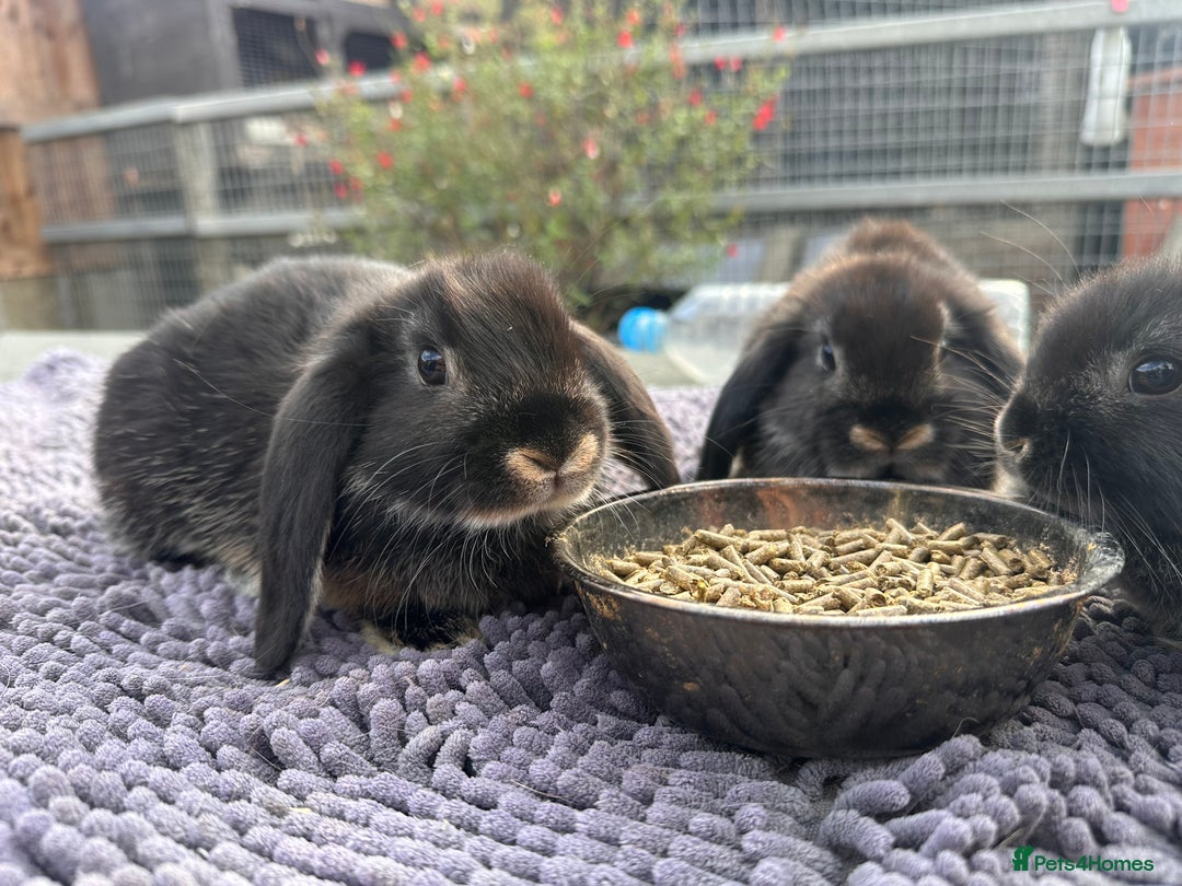 Mini Lop rabbits for sale: Female mini lops  - Image 7