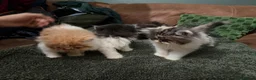 Persian cats for sale: Beautiful Pedigree Persian Kittens ready NOW - Advert 12