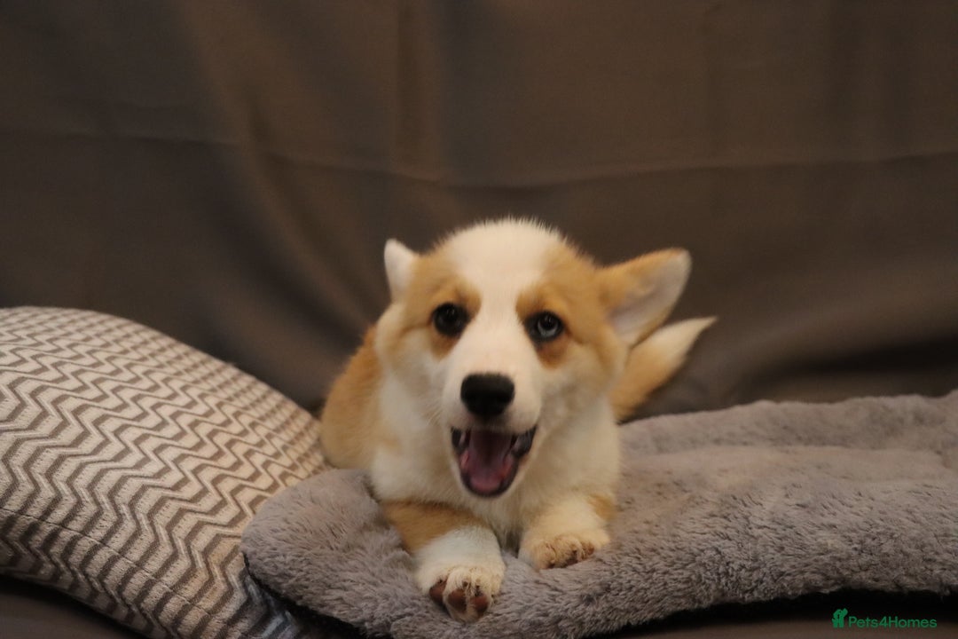 Welsh Corgi Pembroke dogs for sale: Stunning 33 Generation KC Pembroke Corgi Pups - Image 3