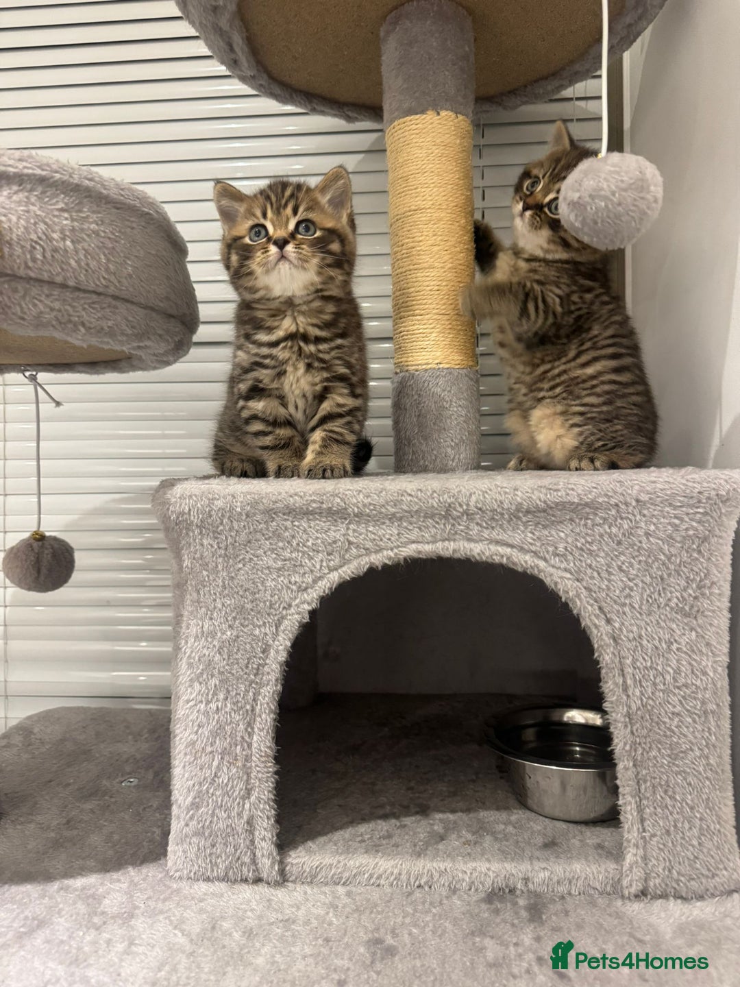 British Shorthair cats for sale: Adorable British Shorthair Male Kittens for Sale. - Advert 20