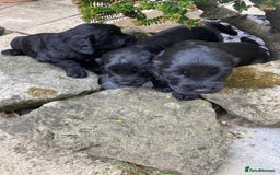 Cocker Spaniel dogs for sale: KC Reg. Cocker Spaniel - Image 7