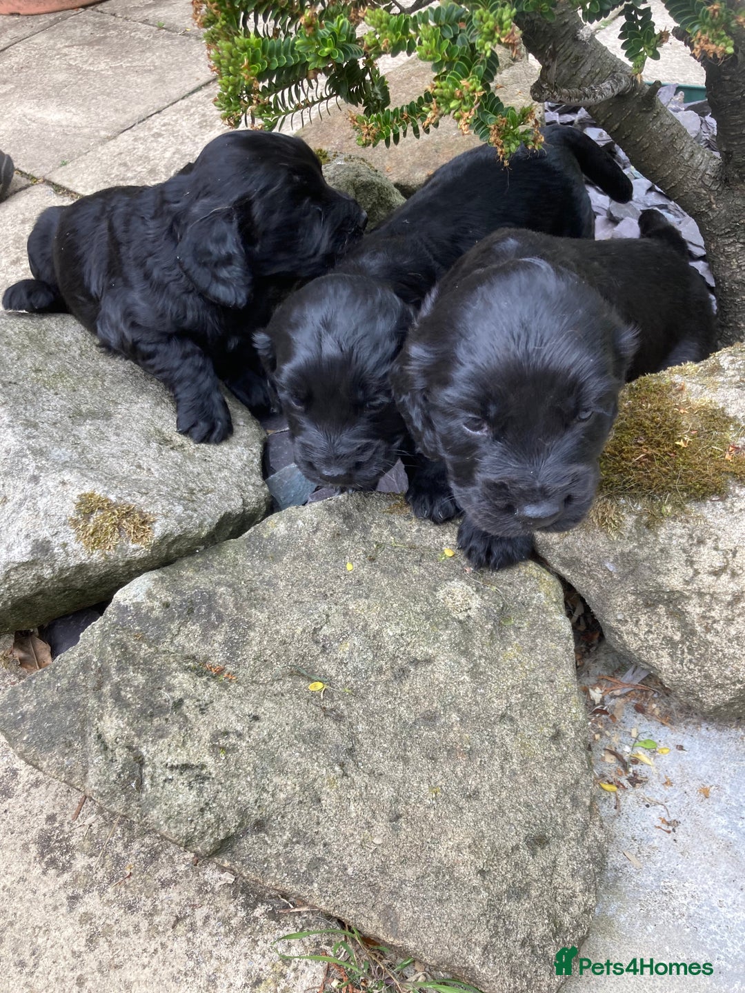 Cocker Spaniel dogs for sale: KC Reg. Cocker Spaniel - Image 7