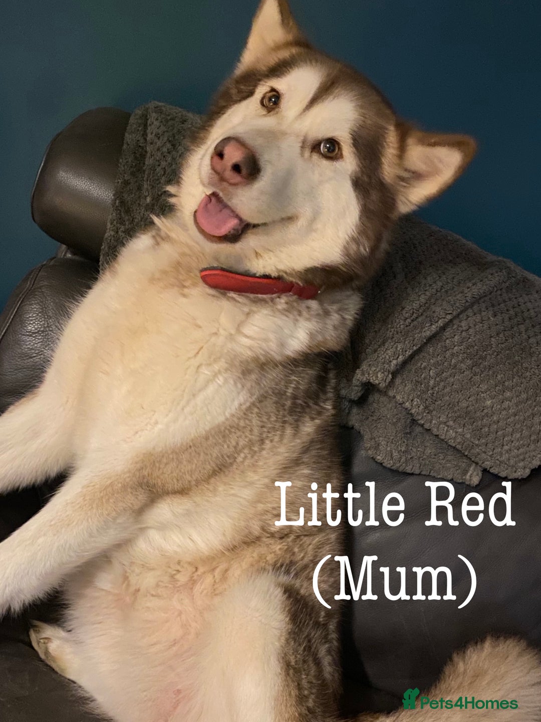 Mixed Breed dogs for sale: Malamute x Alaskan Shepherd Litter - Image 14