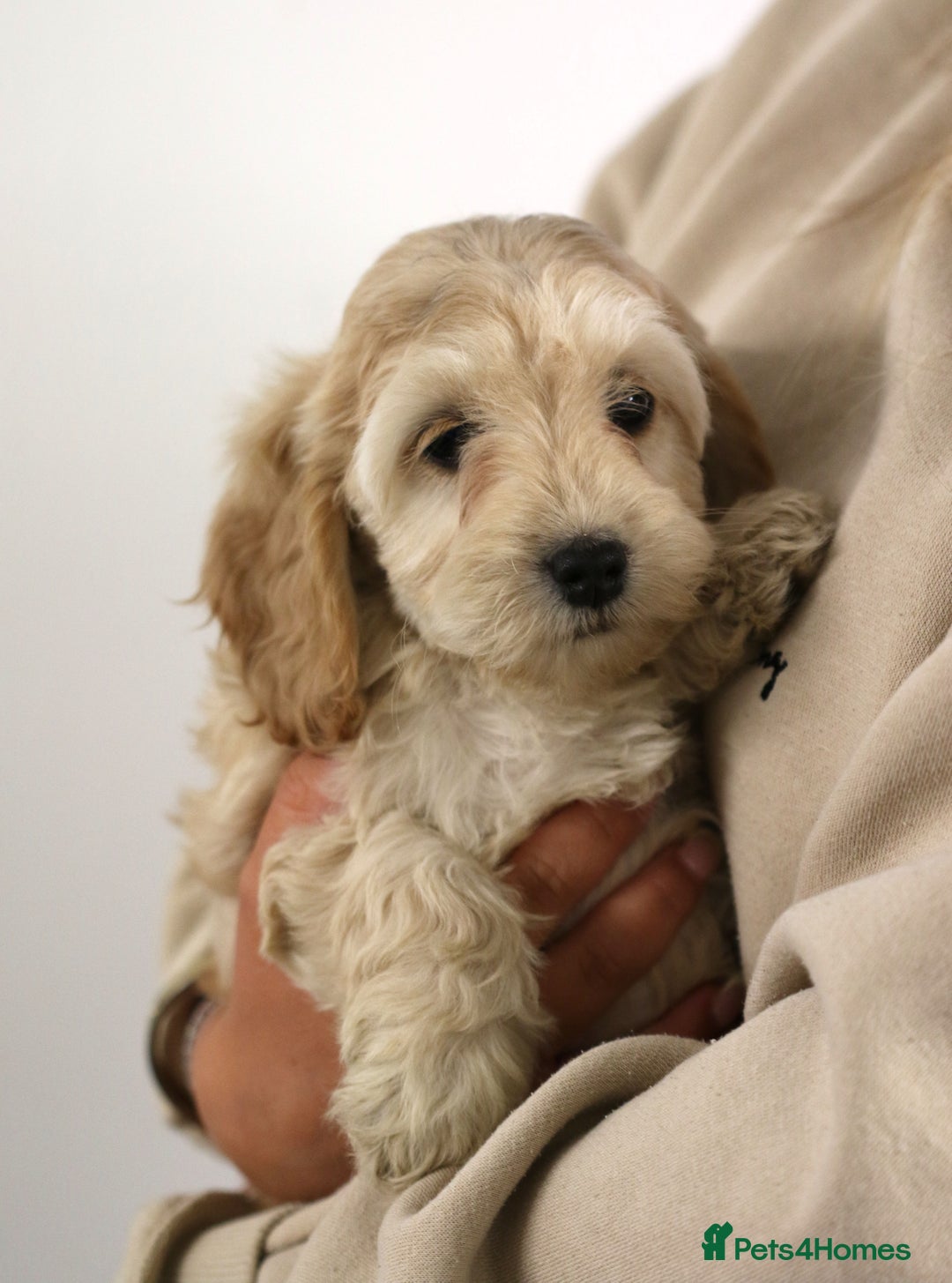 Cockapoo dogs for sale: Most Beautiful Cockerpoo s - Image 3