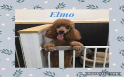 Cockapoo dogs for sale: F1 cockapoo puppies - Image 20