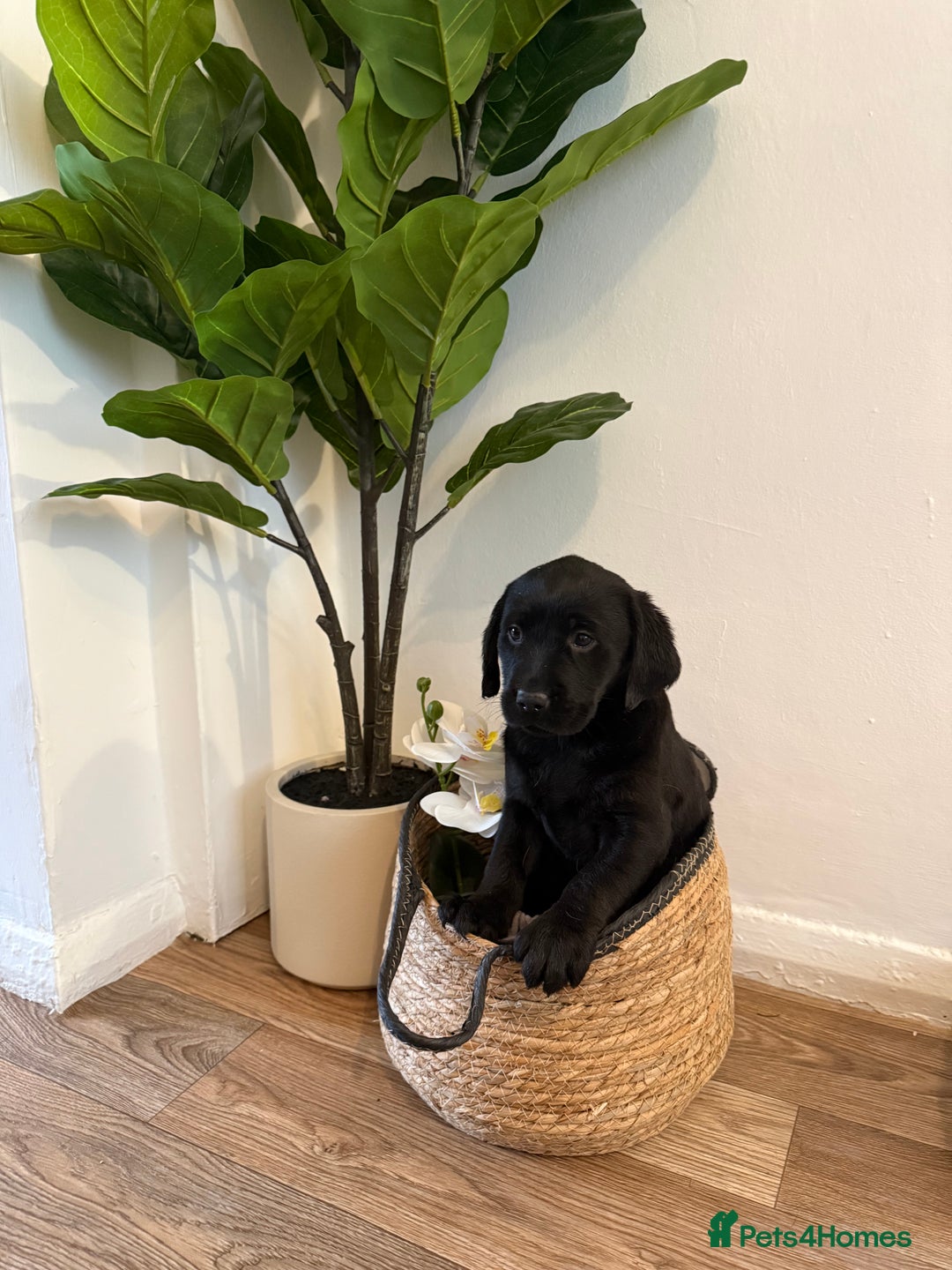 Labrador Retriever dogs for sale: Labrador pups for sale  - Advert 24