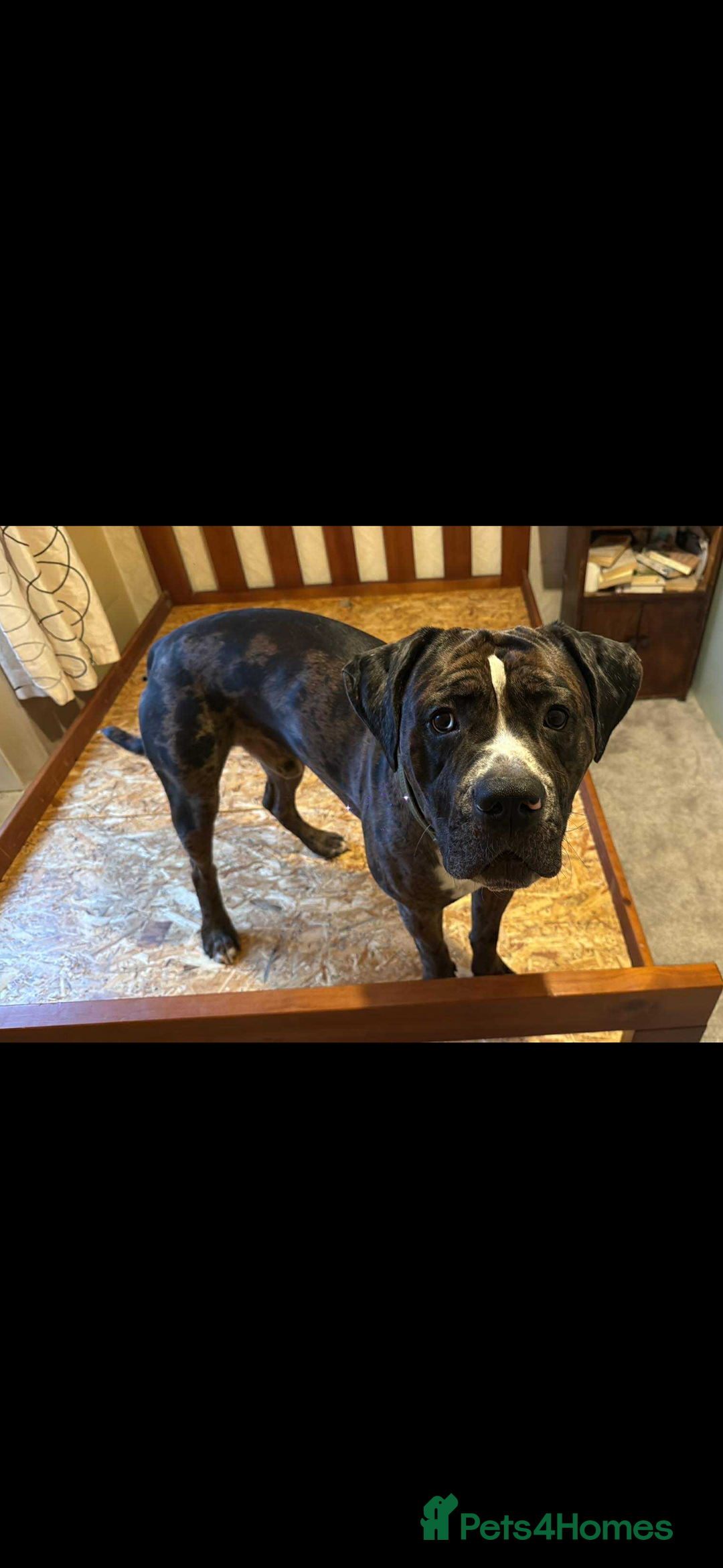 Mixed Breed dogs for sale: Rocco - Advert 3