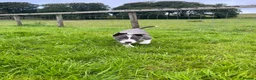 Border Collie dogs for sale: Grey and white collie pups  in Girvan - Advert 4