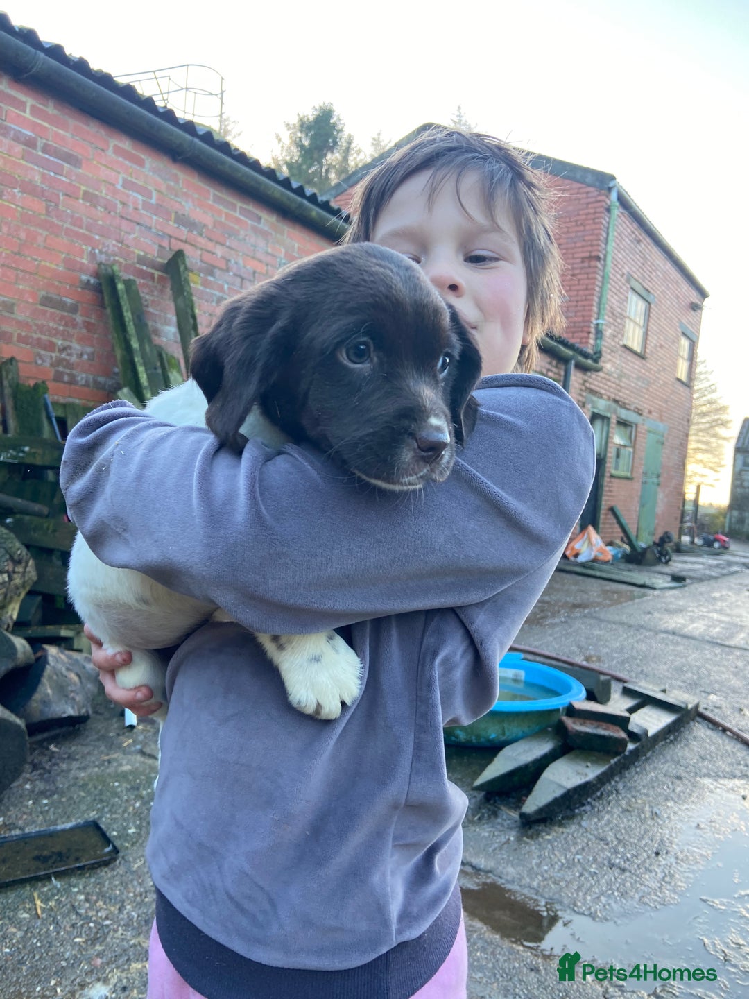 English Springer Spaniel dogs for sale: 2 springer puppies for sale  - Advert 8