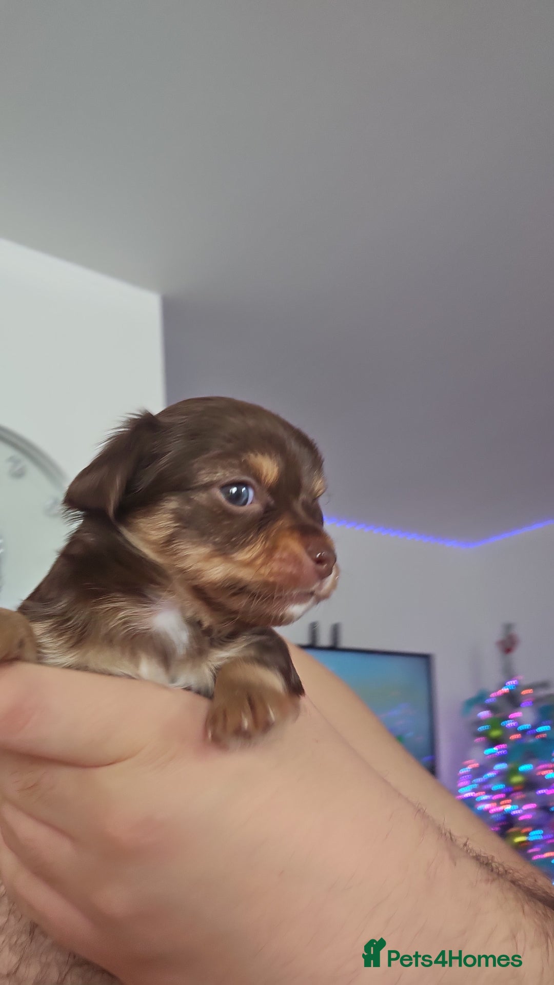 Chihuahua dogs for sale: Chihuahua puppies  - Advert 1