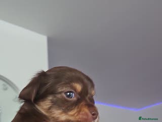 Chihuahua dogs Chihuahua puppies - Advert 12