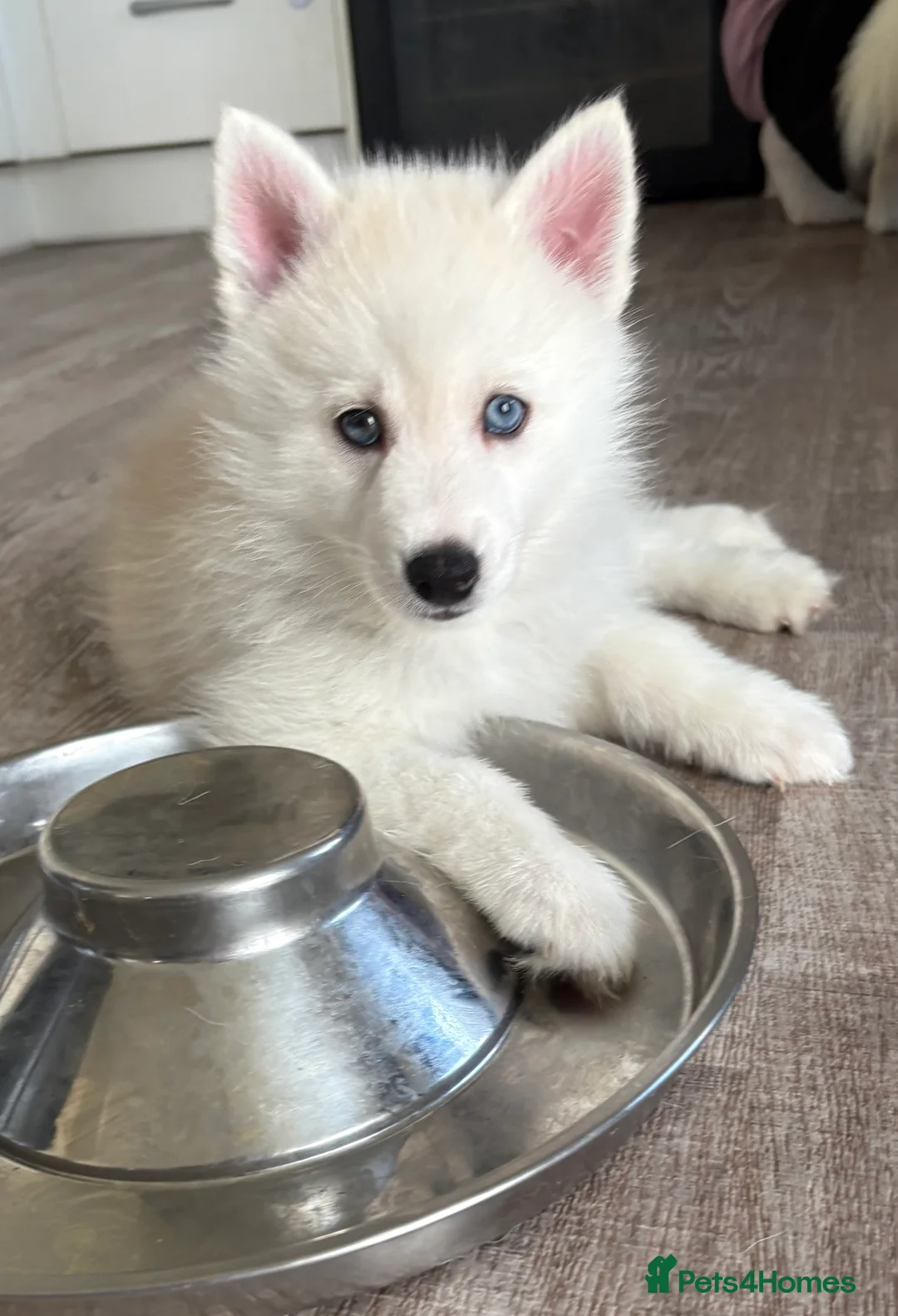 Pomsky dogs for sale: F2 Pomsky puppies  - Advert 1