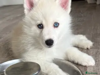 Pomsky dogs F2 Pomsky puppies - Advert 2