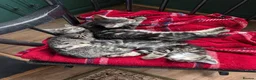 Mixed Breed cats for sale: Beautiful kittens ready for new homes NOW! in King's Lynn - Advert 25