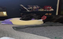 Mixed Breed dogs for sale: 4 year old husky cross - Advert 6