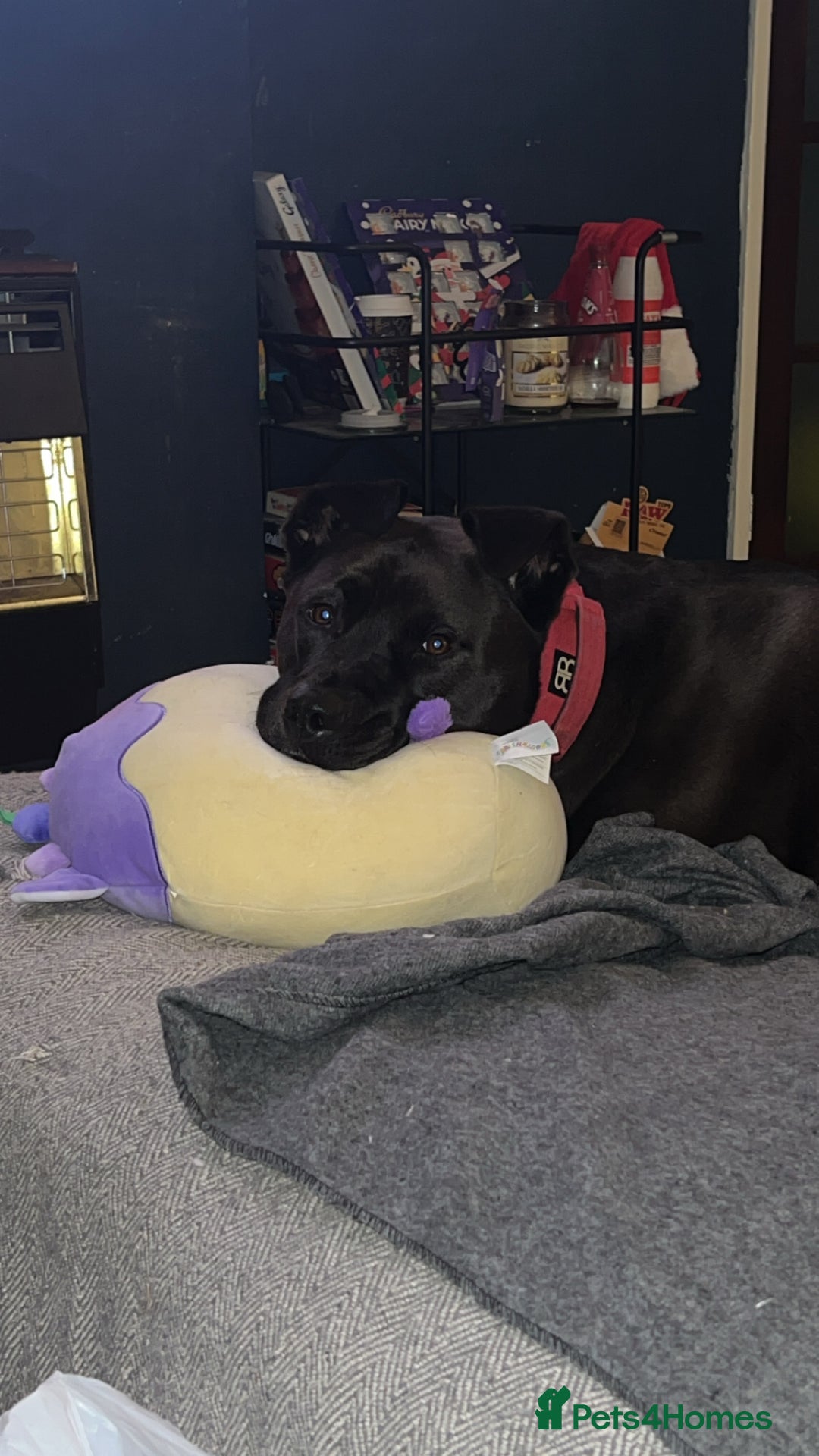 Mixed Breed dogs for sale: 4 year old husky cross - Advert 6