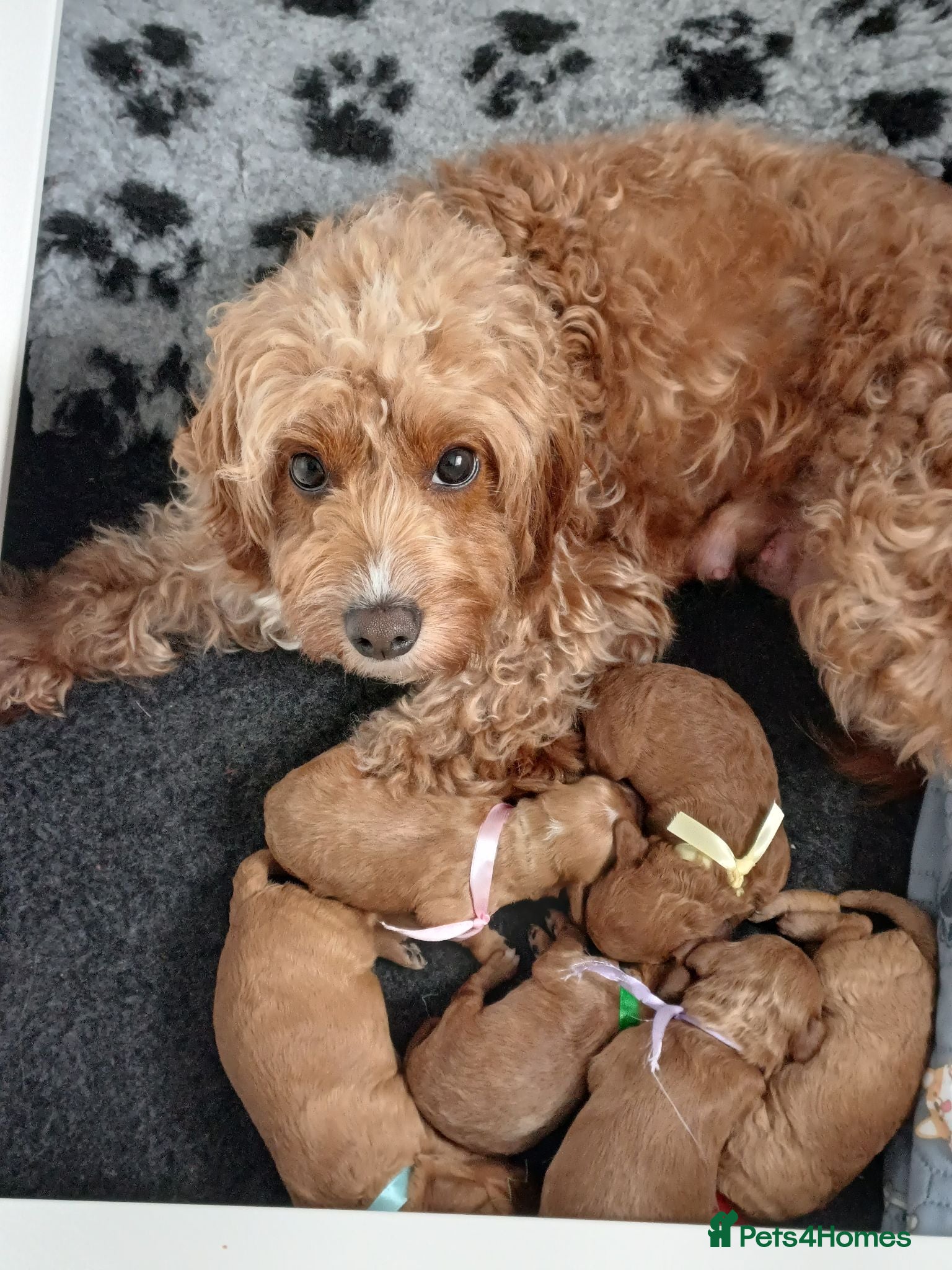 Cavapoo dogs for sale: BEAUTIFUL FIB CAVAPOO BORN 26/6/26 - Advert 1
