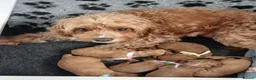 Cavapoo dogs for sale: BEAUTIFUL FIB CAVAPOO BORN 26/6/26 - Advert 1