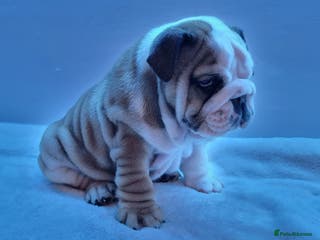 English Bulldog dogs Bulldog Pup Female Kennel Club Registered - Advert 3