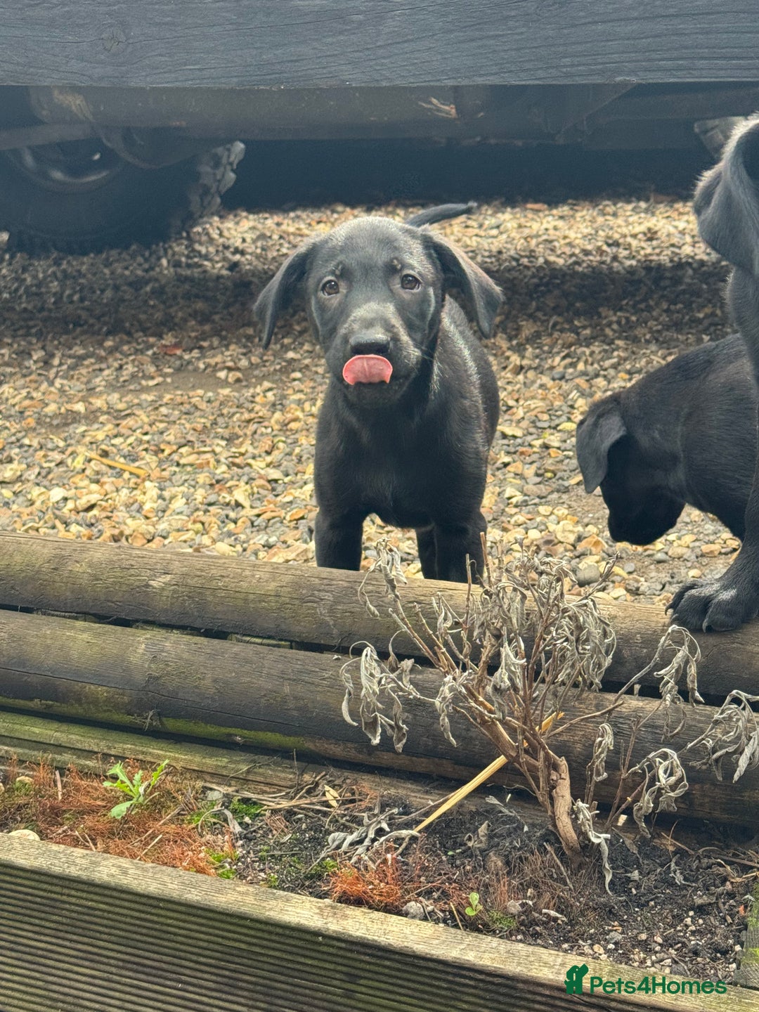 Labrador Retriever dogs for sale: Labrador puppies - Image 11