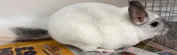 Chinchilla rodents for sale: Whitey, fabulous Wilson White boy - Advert 4