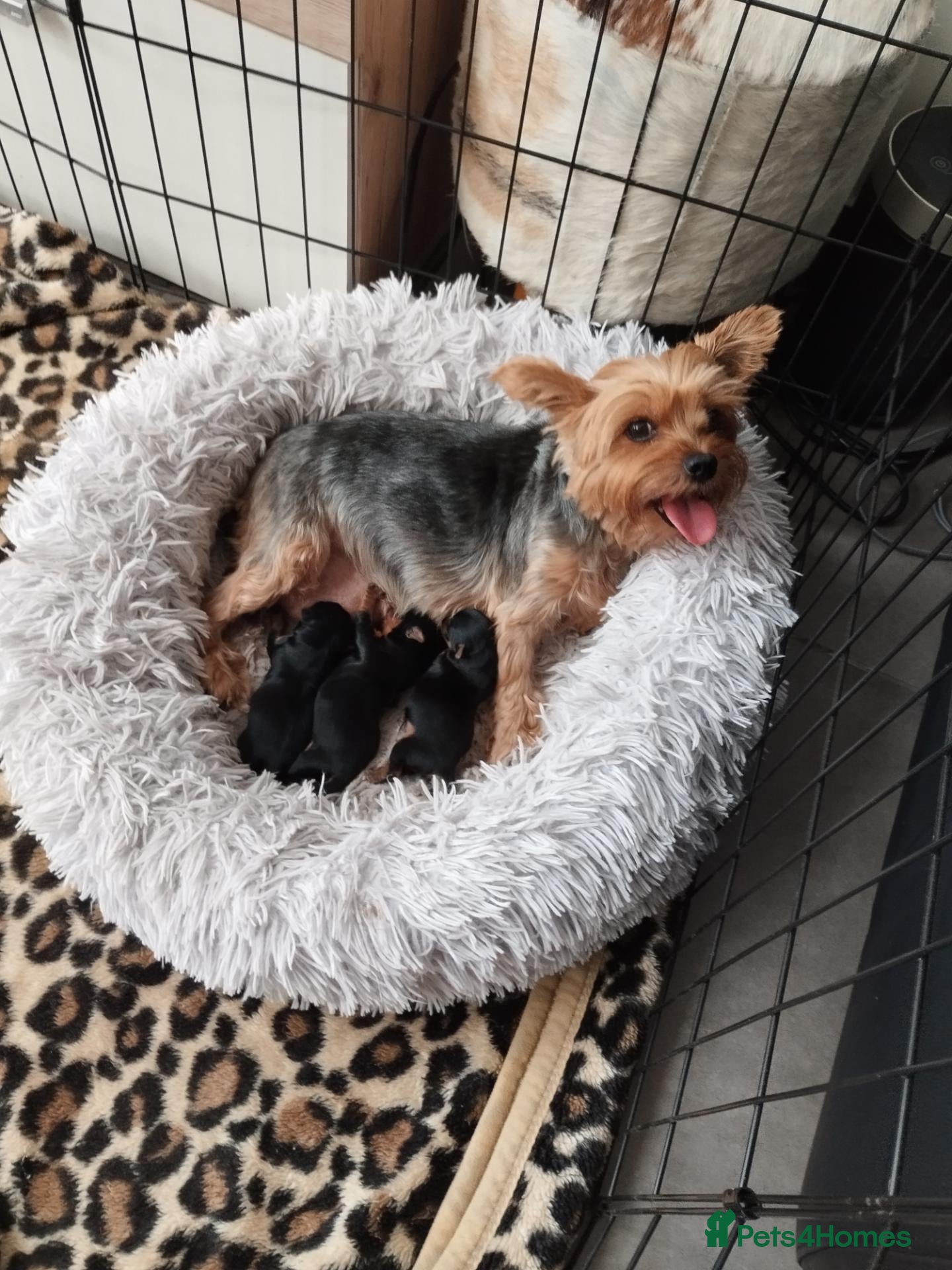 Yorkshire Terrier dogs 3 lovely little Boys - Advert 6