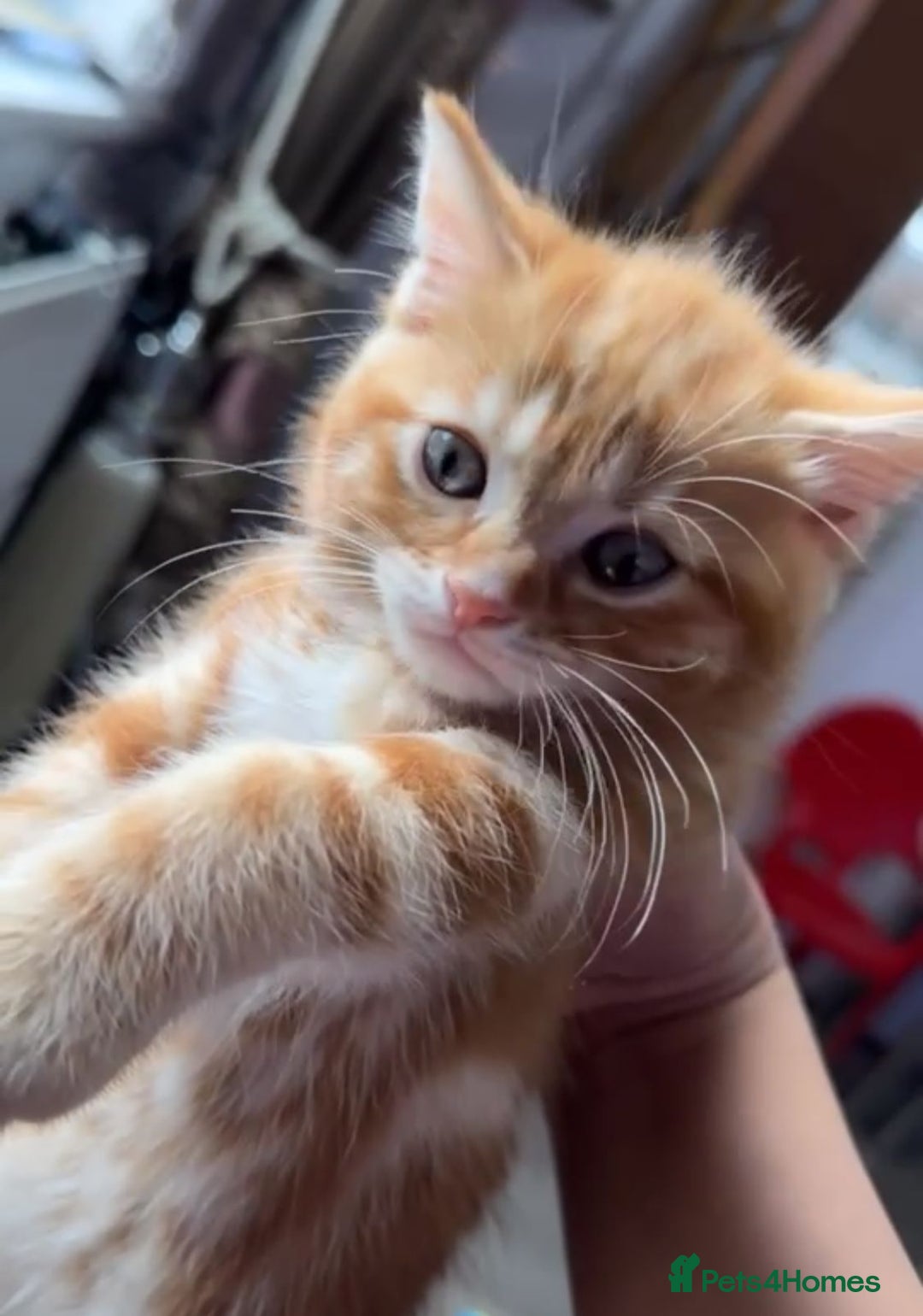 Mixed Breed cats for sale: Tabby kitten - Image 3