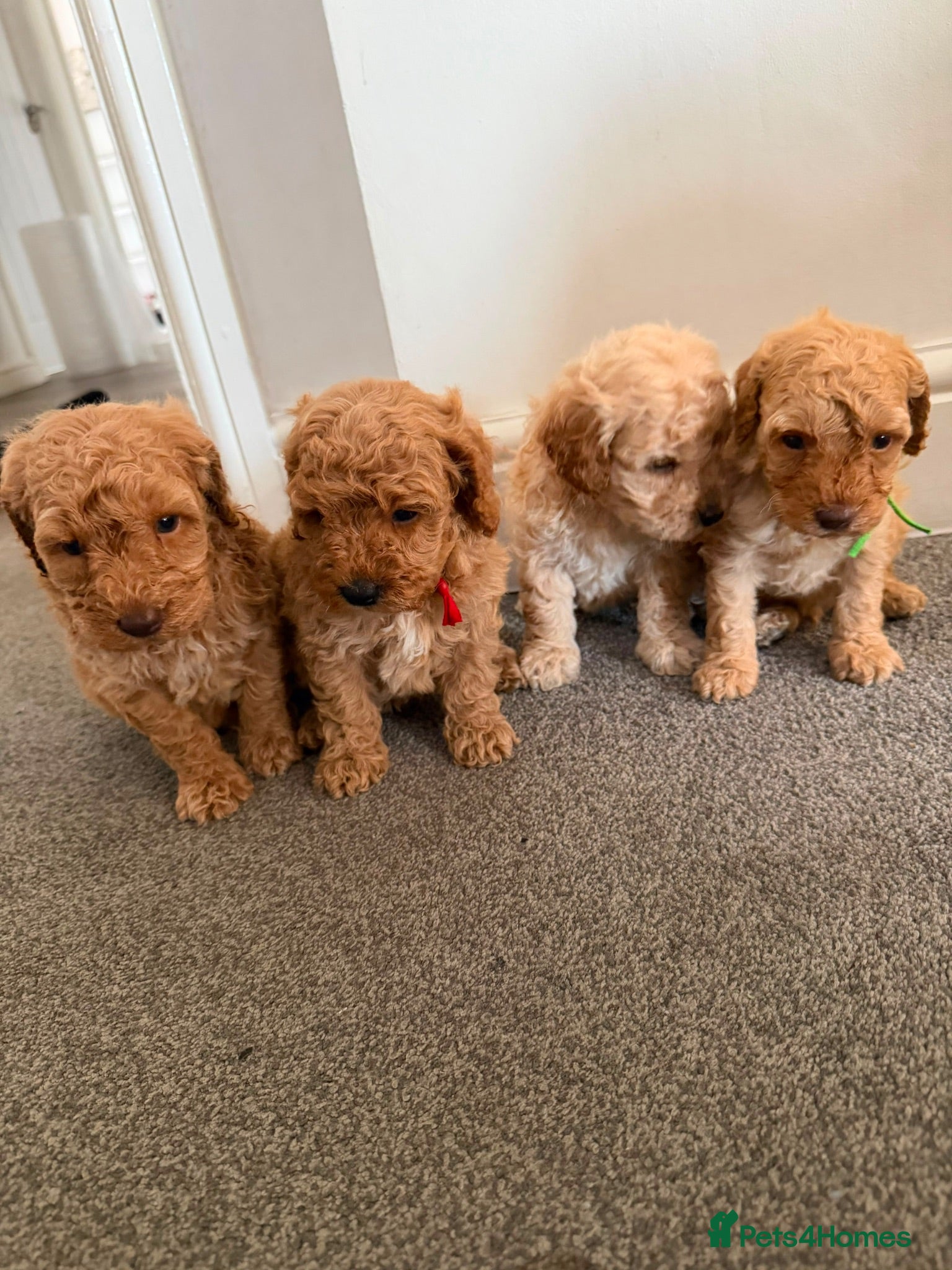 Miniature Poodle dogs Exquisite KC Registered miniature Poodles  - Advert 8