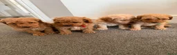 Miniature Poodle dogs for sale: Exquisite KC Registered miniature Poodles  - Advert 1