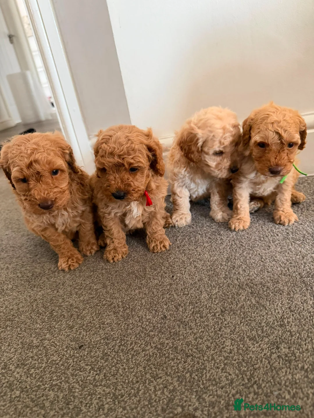 Miniature Poodle dogs for sale: Exquisite KC Registered miniature Poodles  - Advert 1
