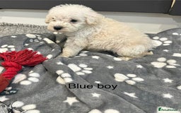 Cockapoo dogs for sale: F1B cockapoo - Image 5