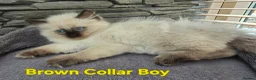 Ragdoll cats for sale: Beautiful ragdolls - Advert 28