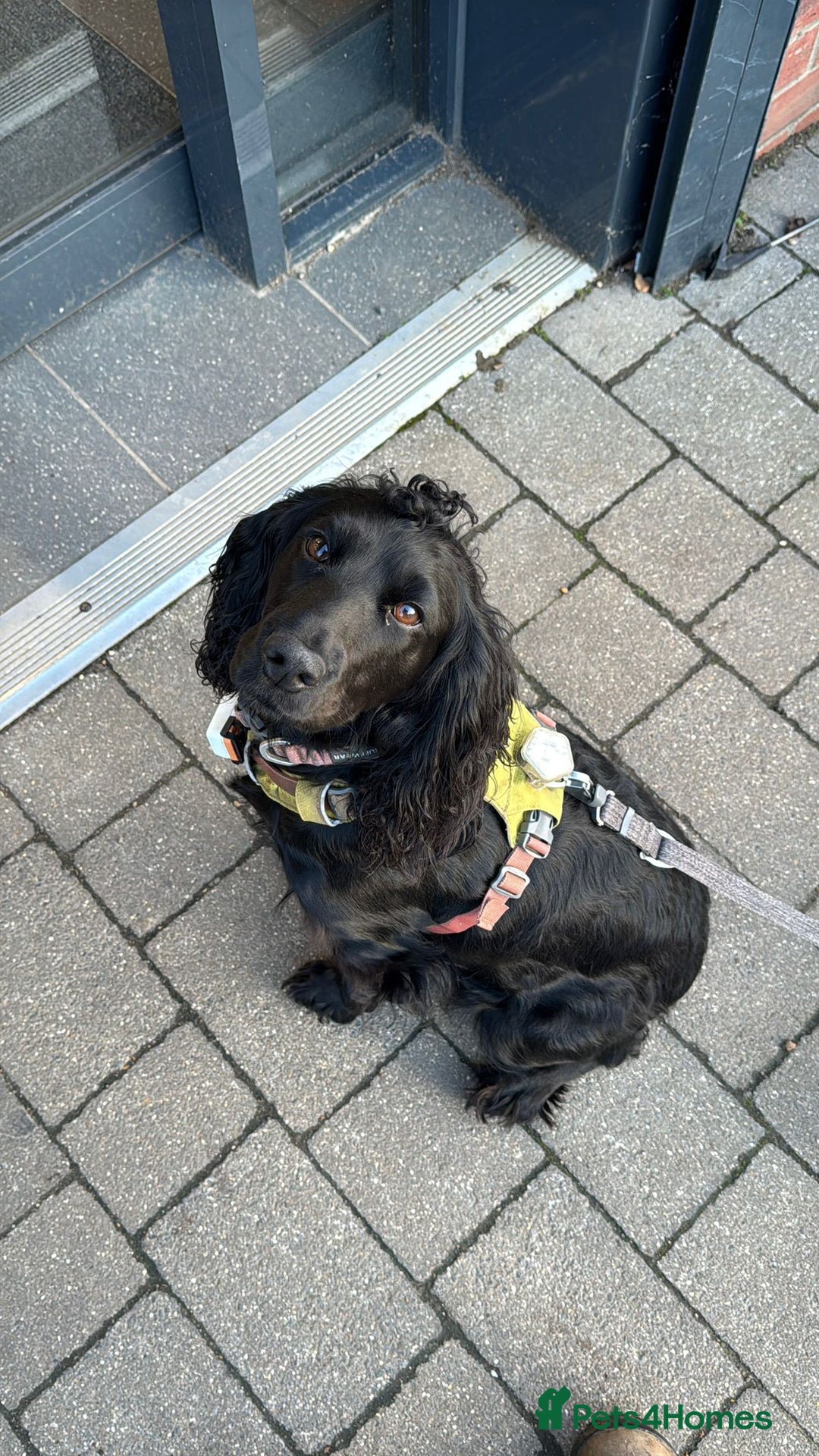 Cocker Spaniel dogs for sale: Beautiful and new - working cocker spaniel puppies - Advert 7