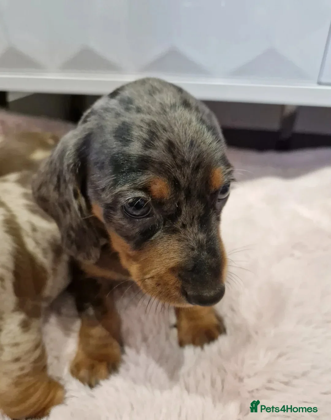 Miniature Dachshund dogs for sale: Healthy, Well‑Socialised Mini Dachshund Puppies! - Advert 15