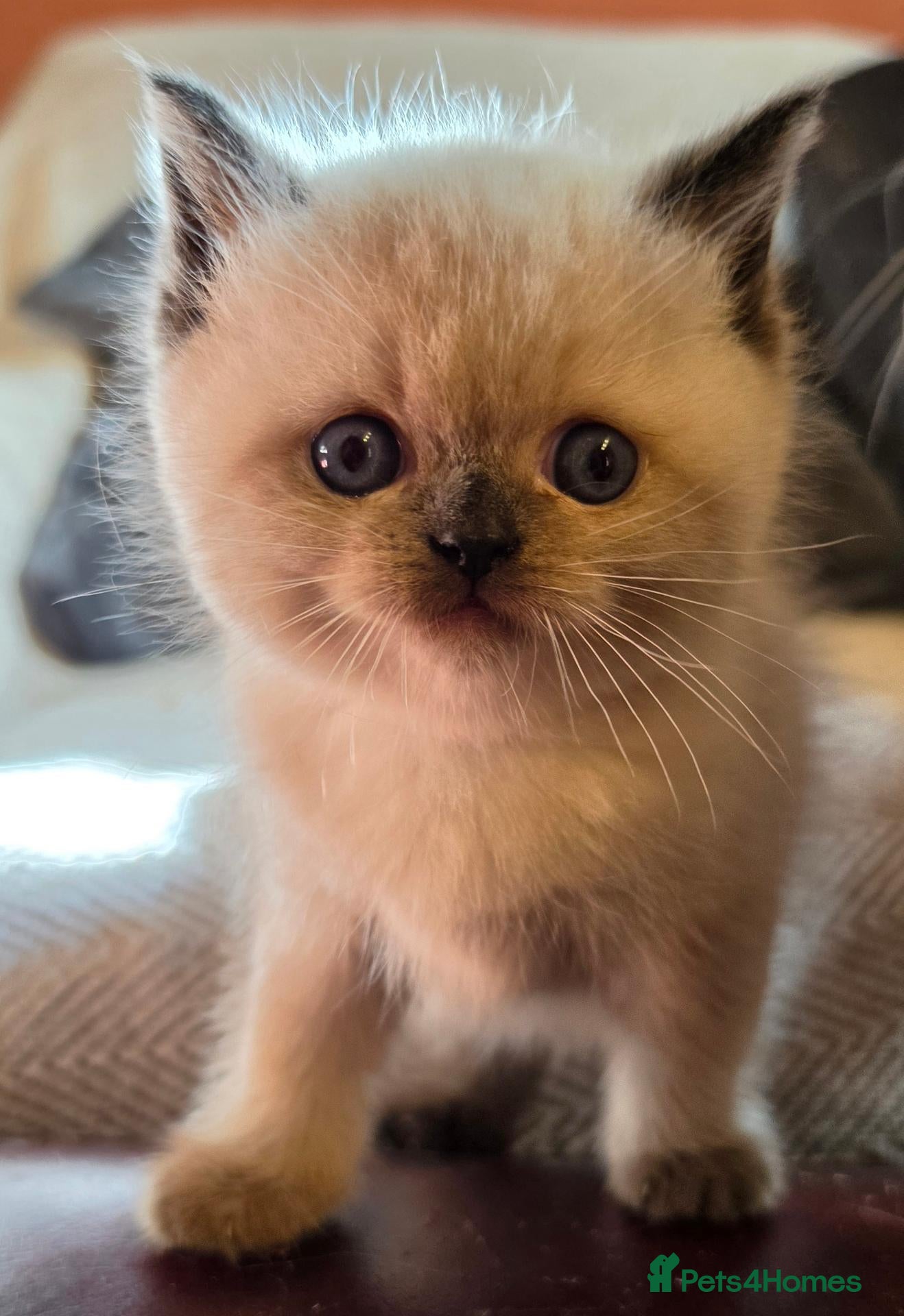 Ragdoll cats Beautiful colour point kittens - Advert 2