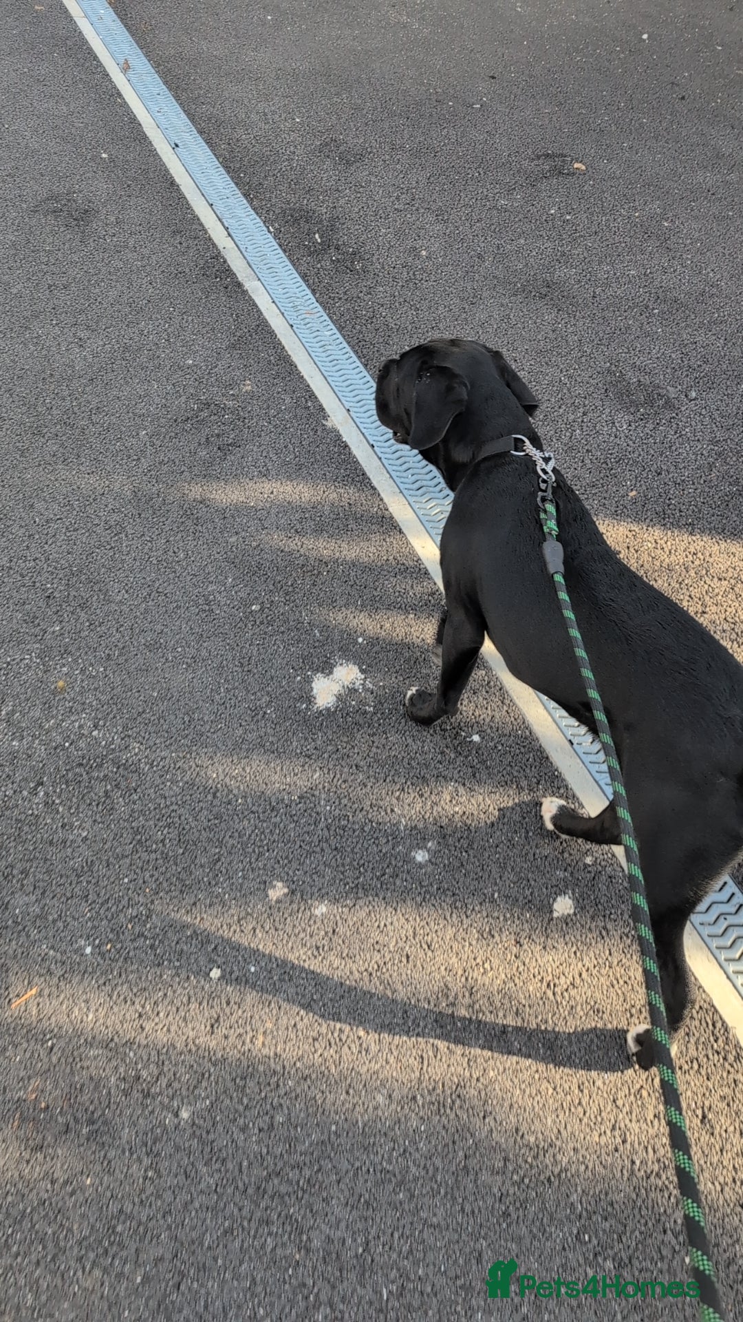 Mixed Breed dogs for sale: Needs a loving home  - Image 8