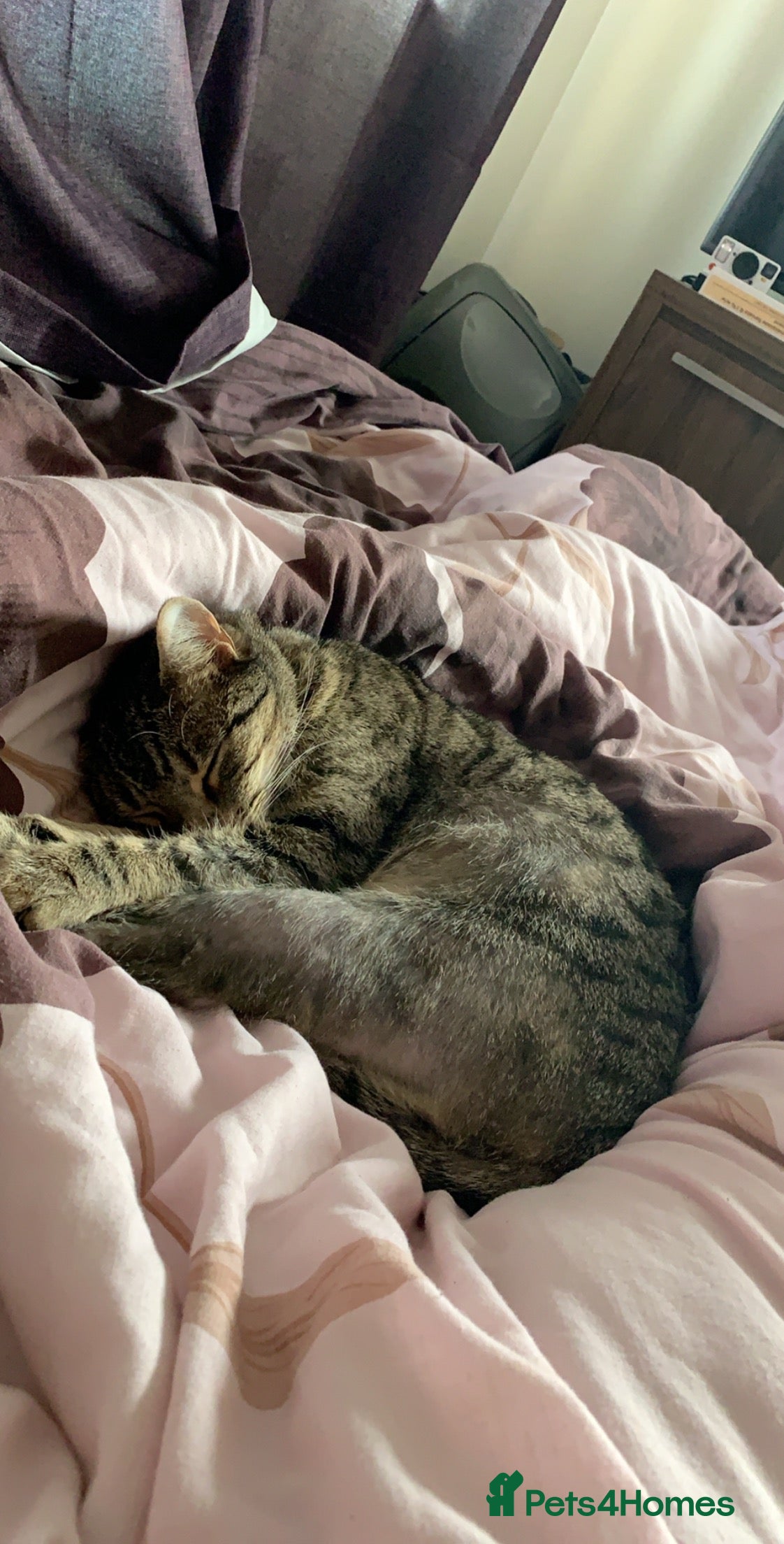 Mixed Breed cats Calico tabbies  - Advert 5